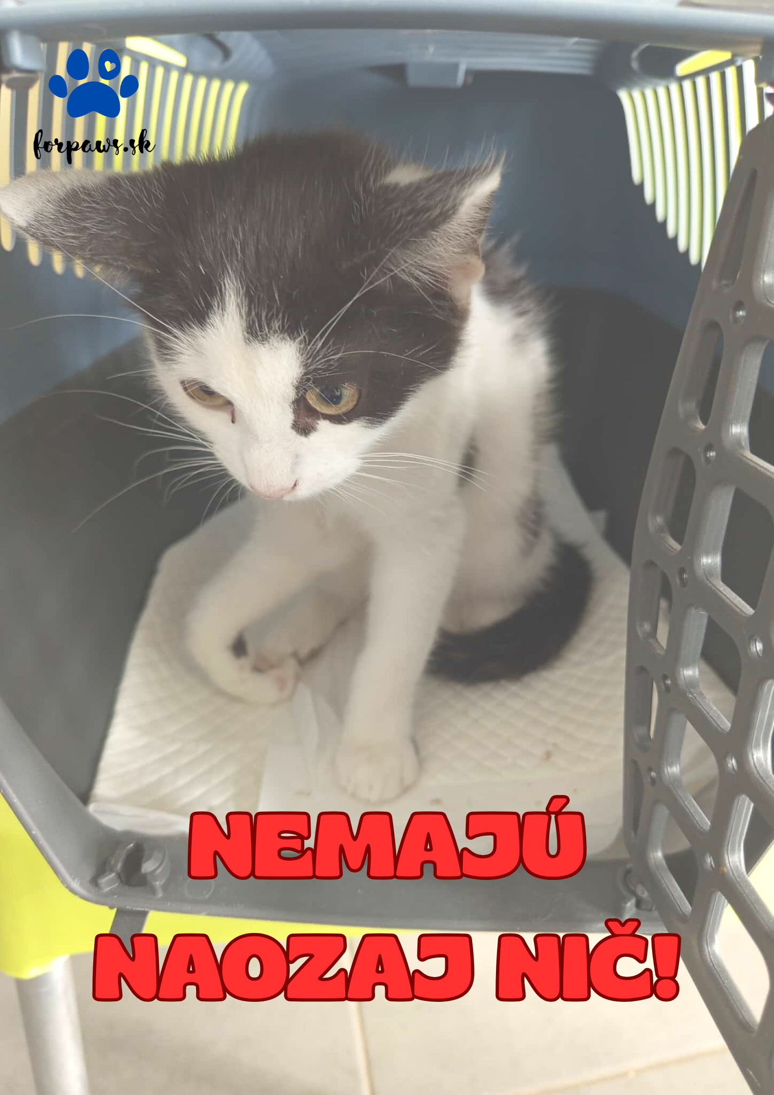 NEMAJÚ NAOZAJ NIČ!